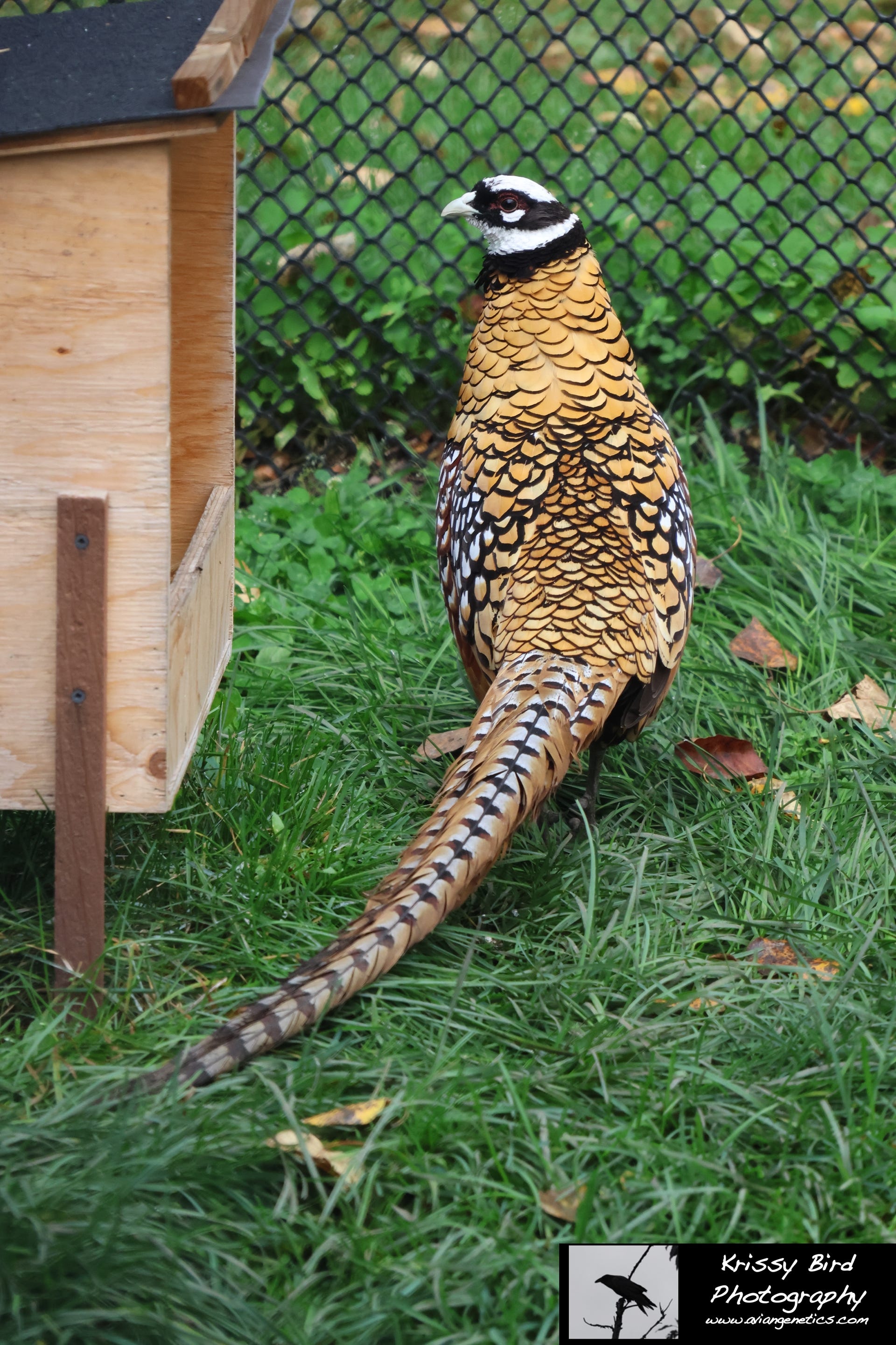 Pheasant Ridge - Reeves Pheasant Male